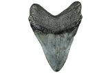 Fossil Megalodon Tooth - Beast From South Carolina #325250-2
